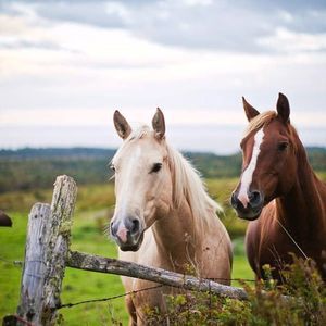 Meet your Posher, Lakin